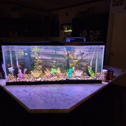 Ready To GO 55 Gallon Aquarium 