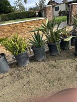 Potted Plants numerous