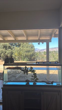 Turtle tank