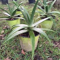 Plants 