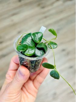 Hoya Obcordata