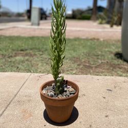 Eve's Needle Cactus Plant 