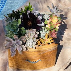 Succulents in wood drawers