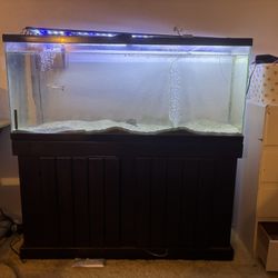 Fish Tank 