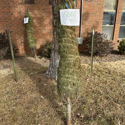 Free Christmas Tree