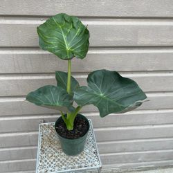 6” alocasia regal shield 
