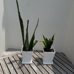 11” & 21” tall Sansevieria with white pot