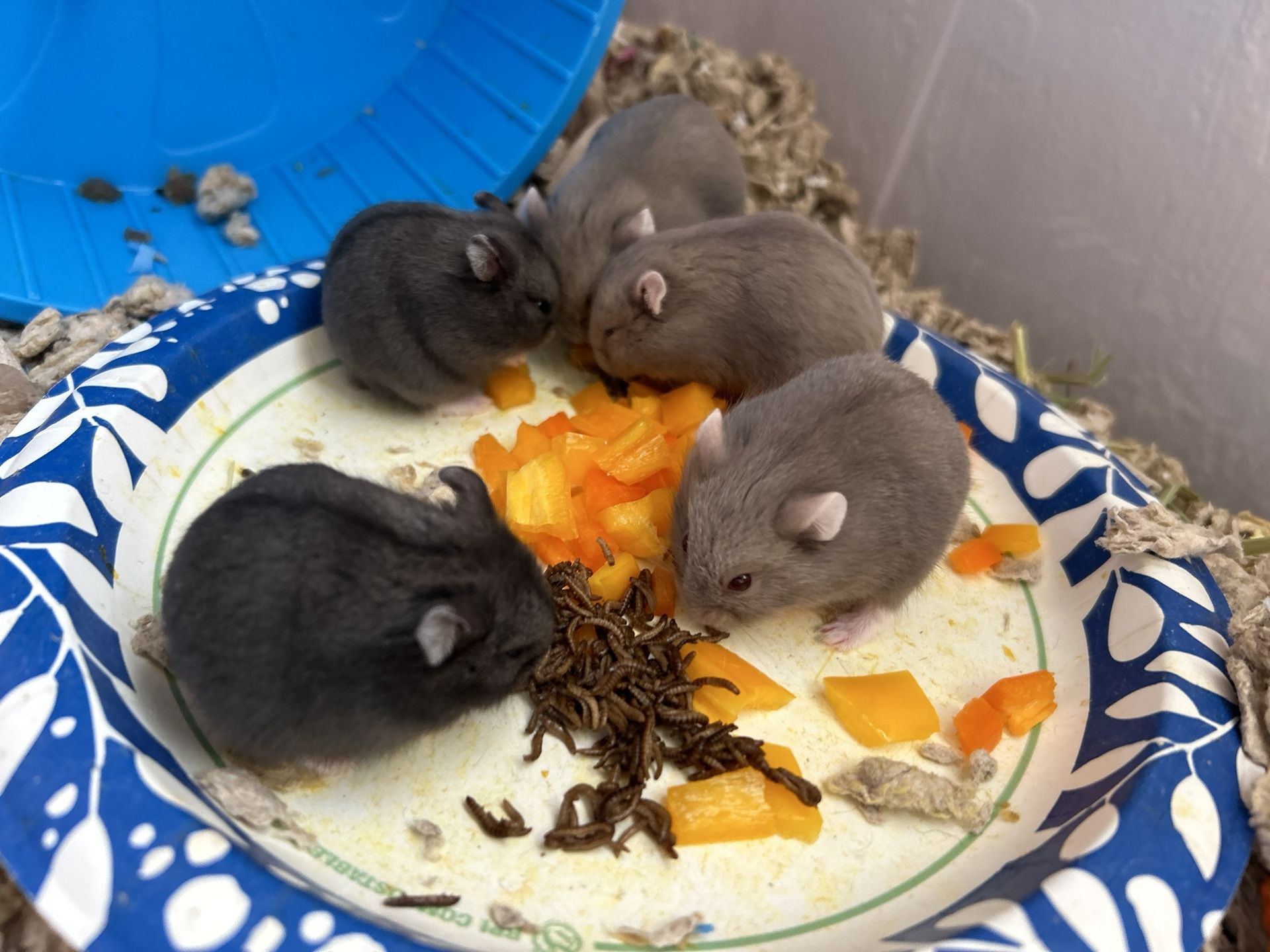 Baby Hamsters