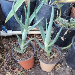 Savila.   4 Dólares Cada  Una