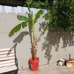 Banna Tree