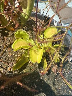 Carnivorous Plants Venus flytraps Rare