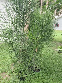 Plants and trees