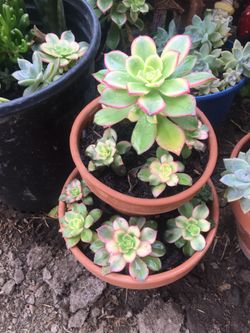 Assorted plants