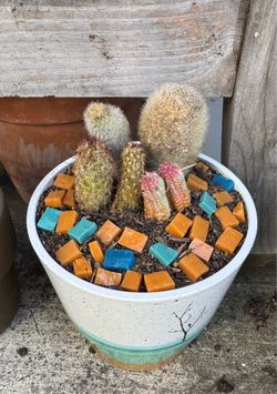 Potted cactus