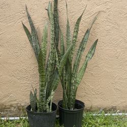 Snack Plants 3 Feet (2)