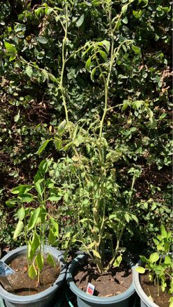 Tomatoes plants in pot decorative green plants ready