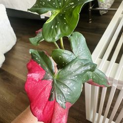 Caladium ’Red Beret’- Rare Plant 