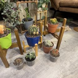 Rare Cacti Alert 🚨🔥