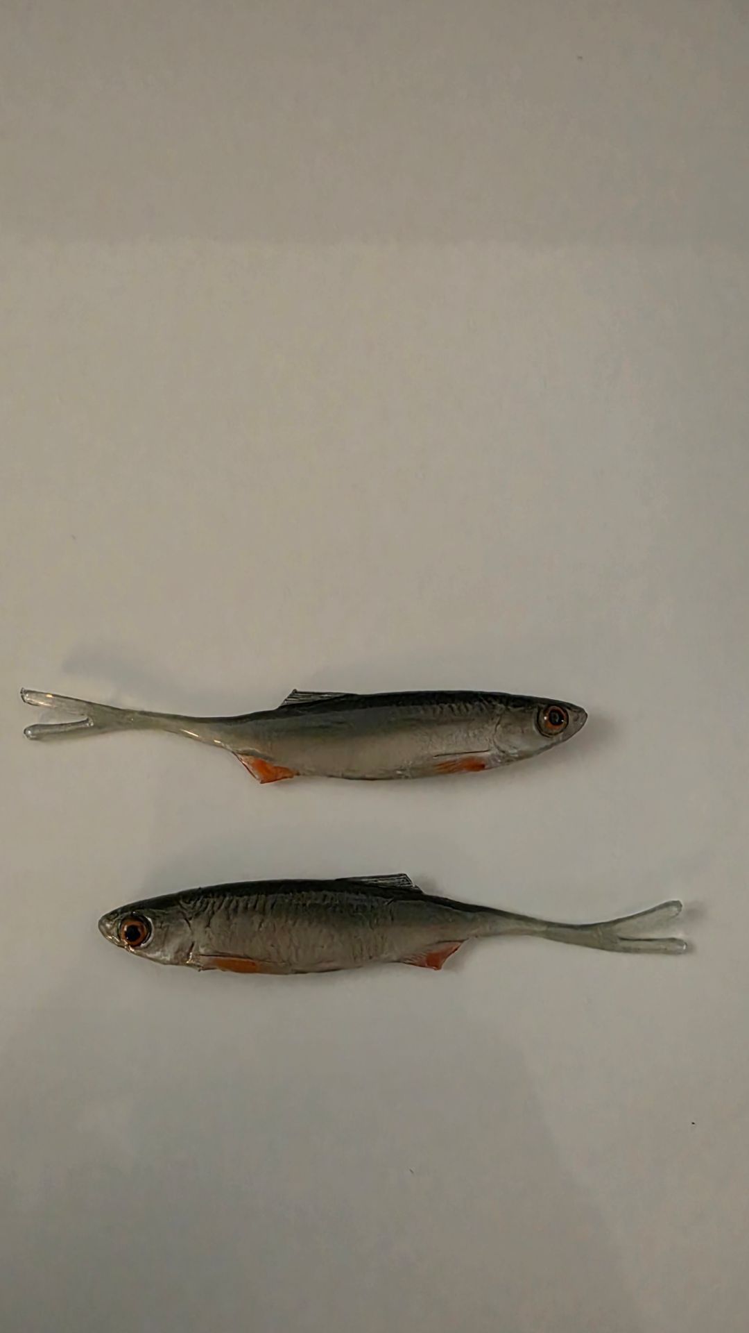 Fishing baits
