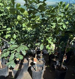 Daisy Mandarín Trees 4F The Tall $55 Each Price Firm 