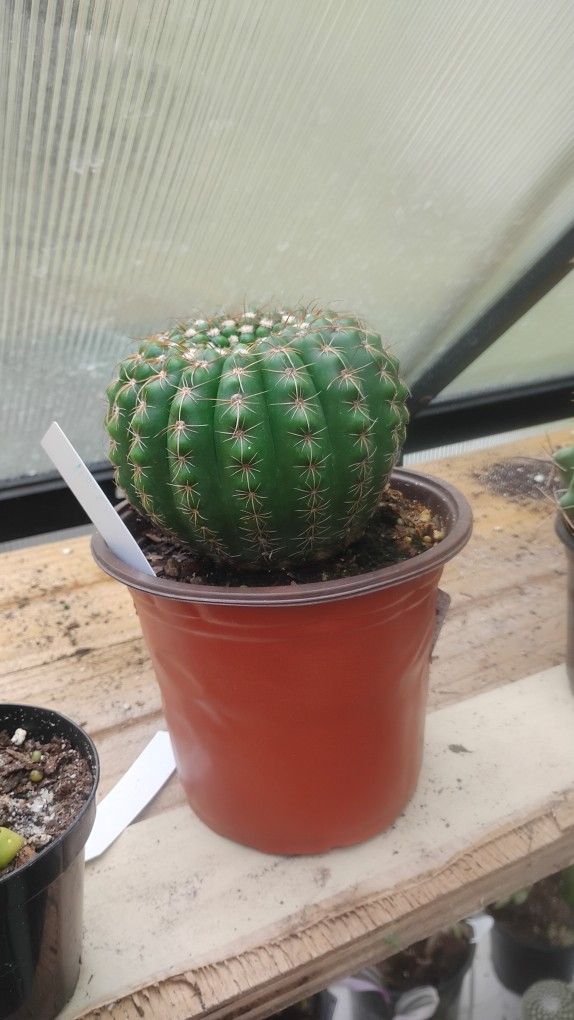 Cacti And Succulents And Others