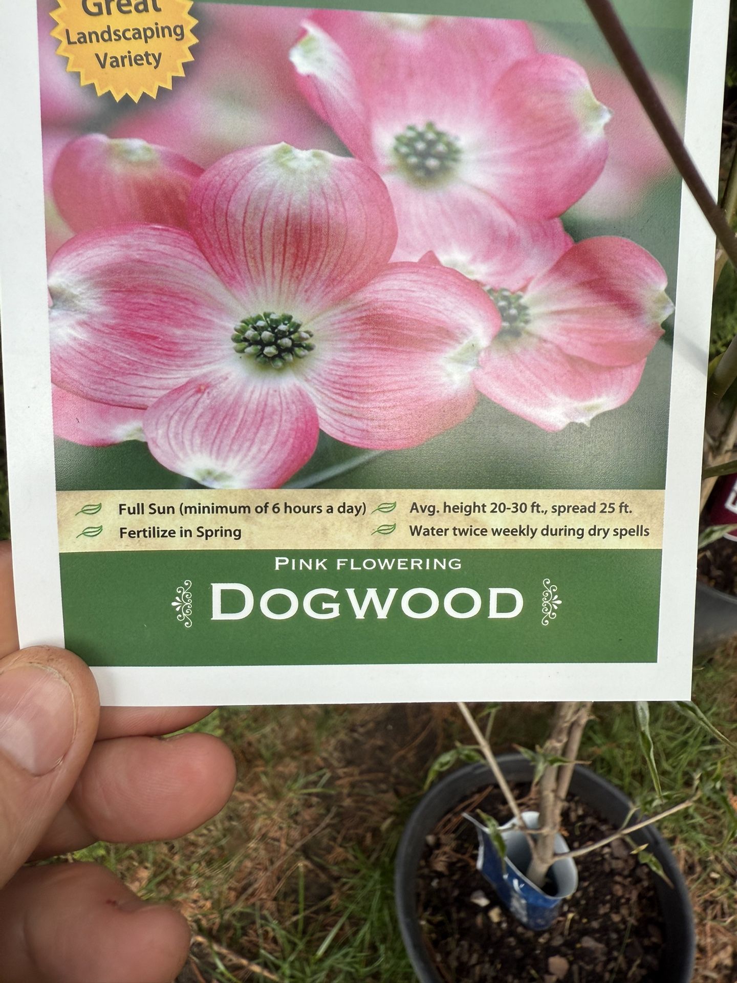 Pink Dogwood Tree