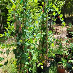  Coral honey suckle vine 