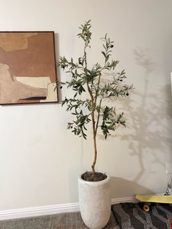 Olive tree
