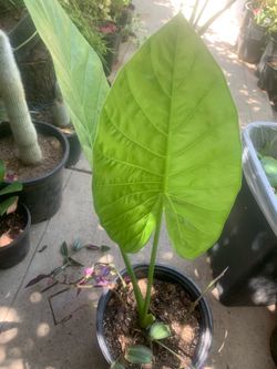 Elephant Ear Plant