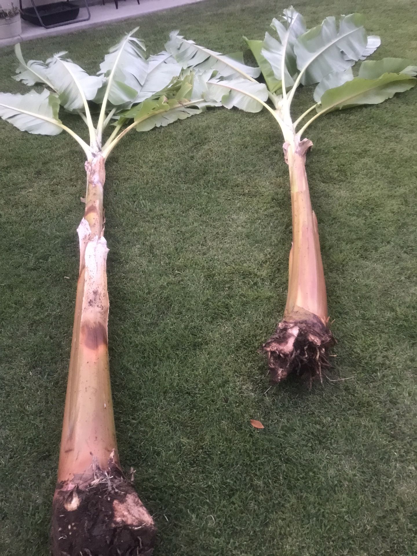 Banana Pups 7’ Tall