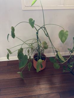 House Plants