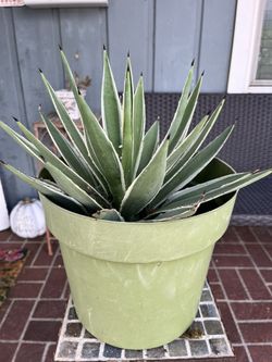 Agave Plant
