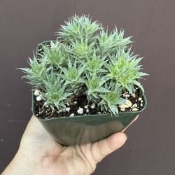 Deuterocohnia Brevilifolia Plant In 4” Pot 