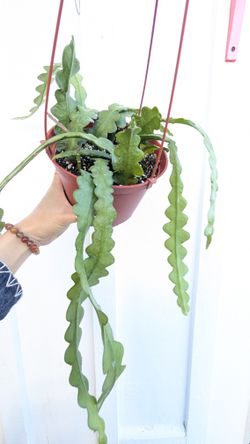 Epiphyllum Aguilar Ric Rac Cactus Plant 6" Pot - Indoor House Plants 