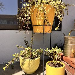 Vintage Pots