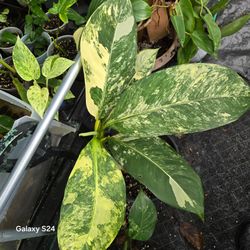 Variegated Philodendron Live Plant