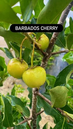 🌿 BARBADOS CHERRY / ACEROLA