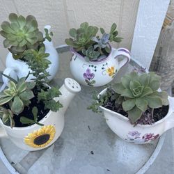Cute Succulents 