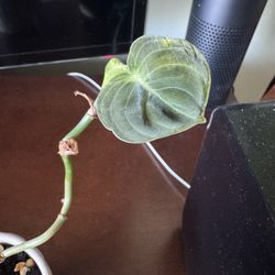 Melanochrysum Velvet Plant