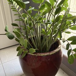 Beautiful Large Red Pot with real plant