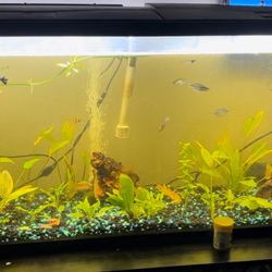 55 gallon aquarium fish tank