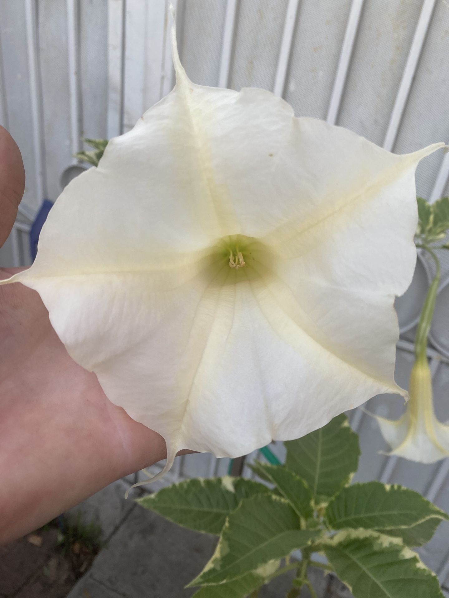 Variegated Angel Trumpet Blooming Outdoor Sun Or Shade Plant, In 5 Gallons Pot Pick Up Only
