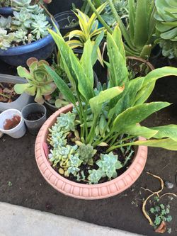 Assorted plants