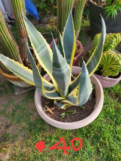 Big Agave Americana Variegata
