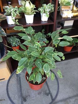 Indoor house plant 6”