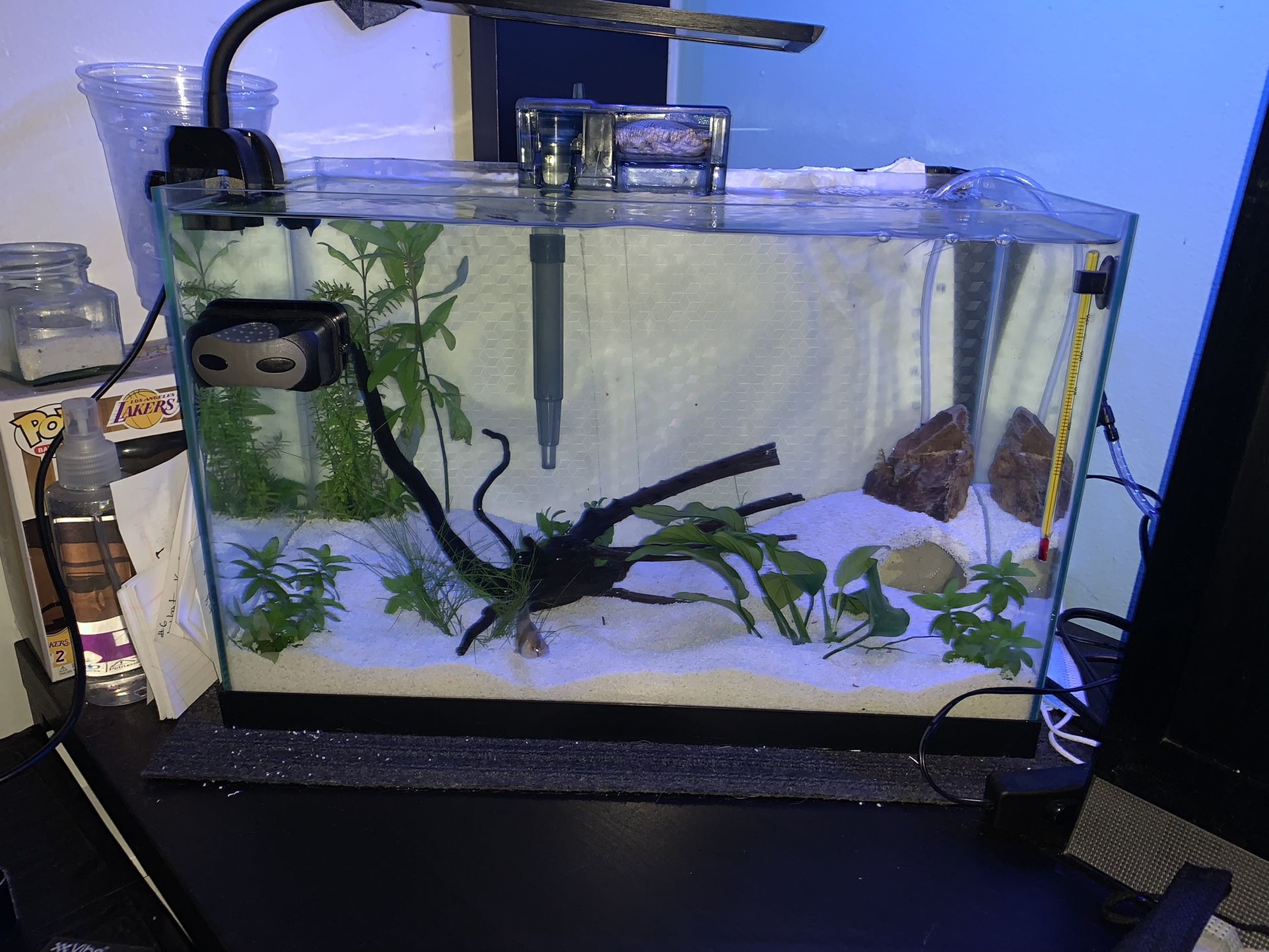 Fish Tank 