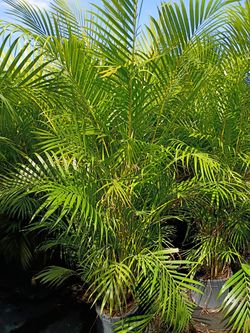 Huge Arecas About 7 Feet Tall Instant Privacy Hedge For Fence