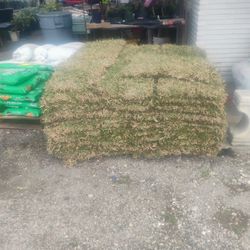 Monday Special 🌴San Augustine Sod 🌴