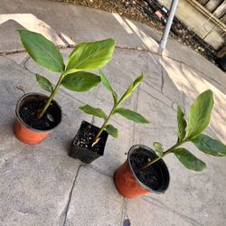 Cardamom Plants