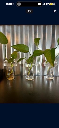 Small Glass Mushroom Propagation Vase with Plant